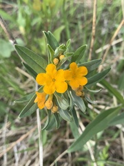 Lithospermum canescens