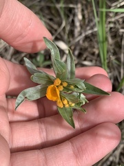 Lithospermum canescens