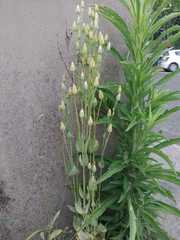 Blackstonia acuminata