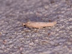 Haplochrois bipunctella