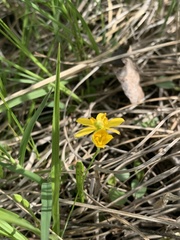 Hypoxis hirsuta