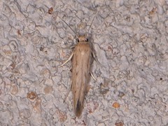 Haplochrois bipunctella