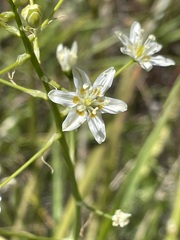 Toxicoscordion fontanum