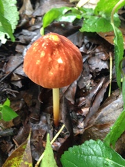 Marasmius berteroi