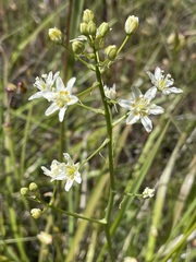 Toxicoscordion fontanum