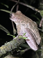 Plectrohyla