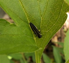 Agrilus bilineatus