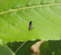 Agrilus bilineatus