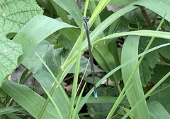 Enallagma geminatum