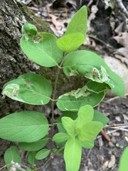 Aulagromyza cornigera