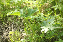 Heracleum sosnowskyi
