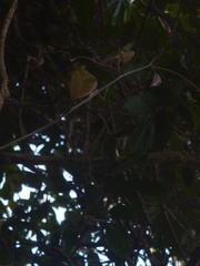 Passiflora kapiriensis