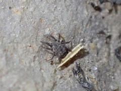Caeculidae