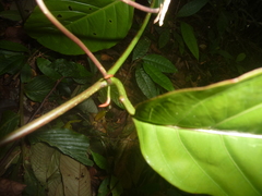 Passiflora kapiriensis