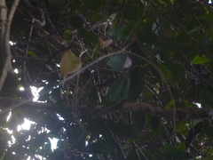 Passiflora kapiriensis