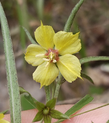 Lysimachia lanceolata