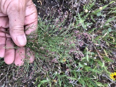 Lechea tenuifolia