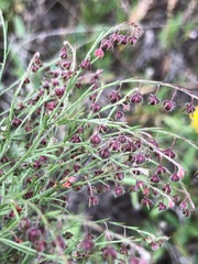 Lechea tenuifolia