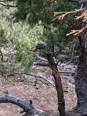 Dendragapus obscurus