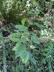 Laportea alatipes