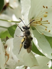 Andrena crataegi