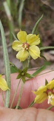 Lysimachia lanceolata