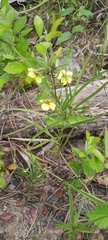 Lysimachia lanceolata