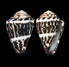 Conus chaldaeus