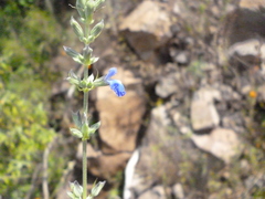 Salvia leptostachys