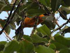 Anisognathus notabilis