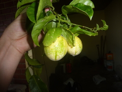 Passiflora venusta