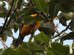 Anisognathus notabilis