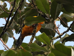 Anisognathus notabilis