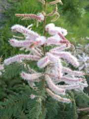 Mimosa benthamii