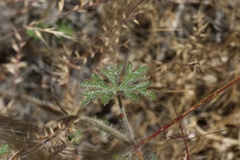 Sidalcea keckii