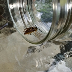 Vespula maculifrons
