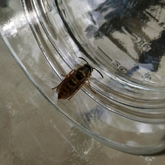 Vespula maculifrons