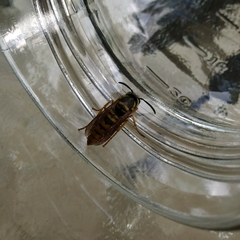 Vespula maculifrons