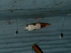 Mompha circumscriptella
