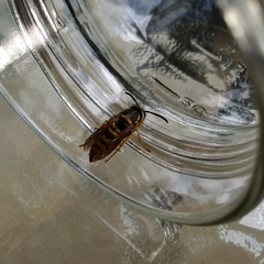 Vespula maculifrons