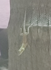 Anolis gingivinus
