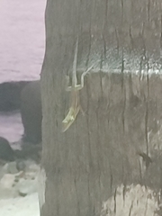 Anolis gingivinus