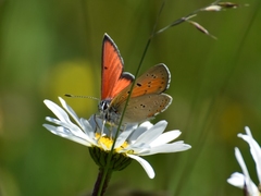 Lycaena hippothoe