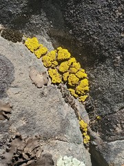 Acarosporomycetidae