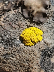 Acarosporomycetidae