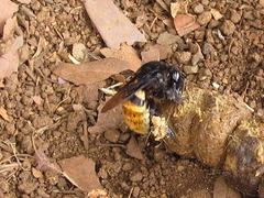 Eulaema pseudocingulata