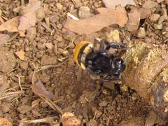 Eulaema pseudocingulata