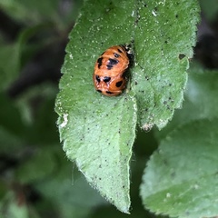 Harmonia axyridis