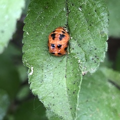 Harmonia axyridis