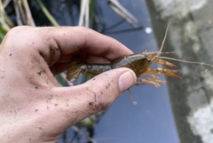 Procambarus virginalis